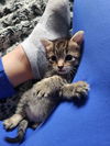 Houdini