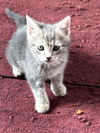 Smokie