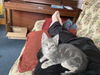 Smokie