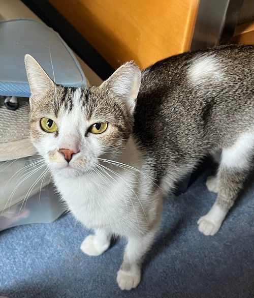 Luci
