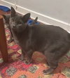 Frankie