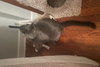 Frankie