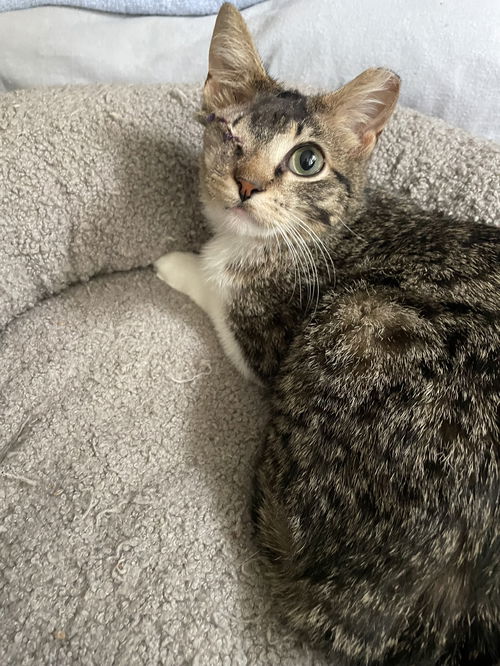 Daphne