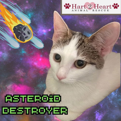 Asteroid Destroyer