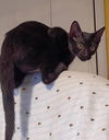Dottie