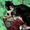 Clover