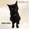 Thatcher