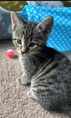 Pixie