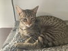 Theodore