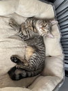 Tabitha
