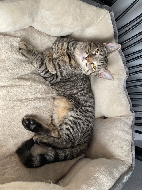 Tabitha
