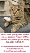 Smalls