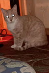 Lucia