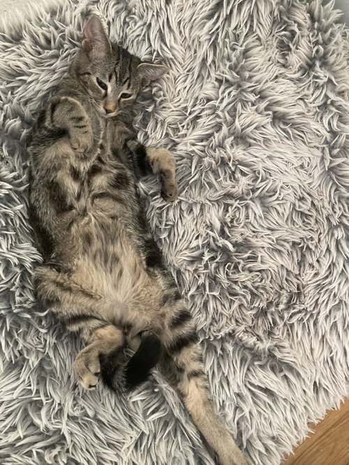 Jasper