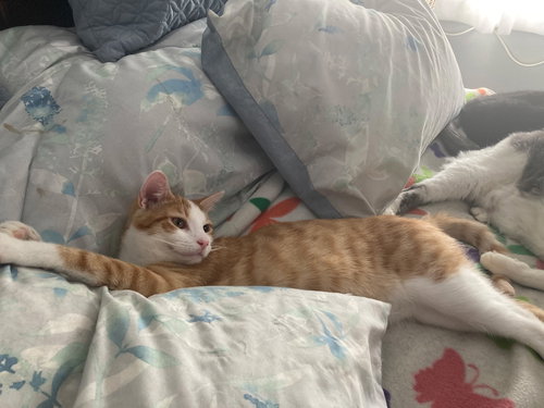 Percy
