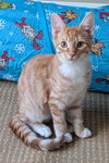 Kitten fka Prince