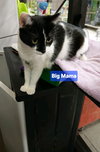 Big Mama