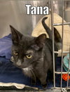 Tana
