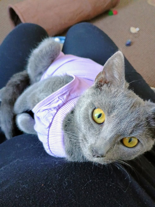 Violet Beauregard