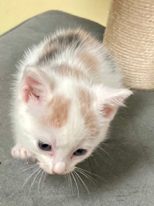 Milo