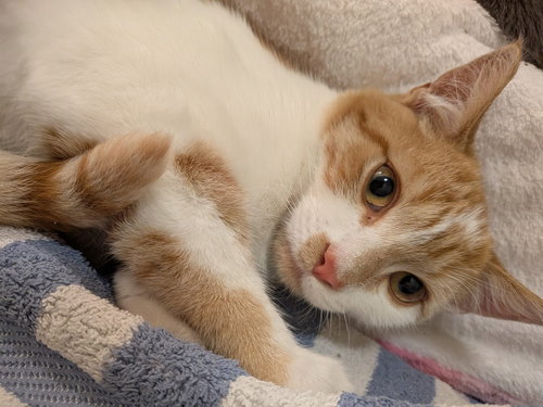 Ginger Snap