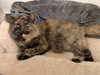 Ruth Bader Fluffington