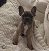 Louie