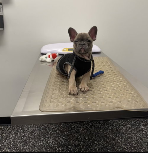 Louie