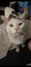 Casper