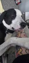 Petey