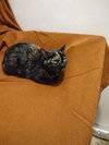 Gertrude