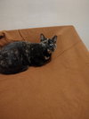 Gertrude
