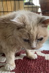 Marmalade