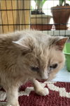 Marmalade