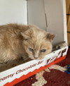Marmalade
