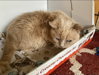 Marmalade