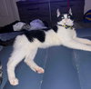 Mittens