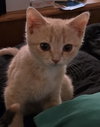 Nala