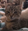 Simba