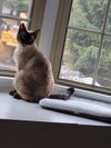 Murphy