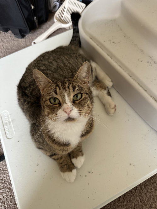 Miso