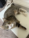 Miso