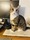 Miso