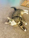 Miso
