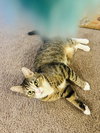 Miso