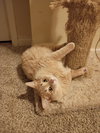 Fluffy