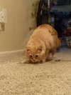 Fluffy