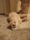 Fluffy