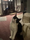 Georgey