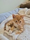 Cheddar